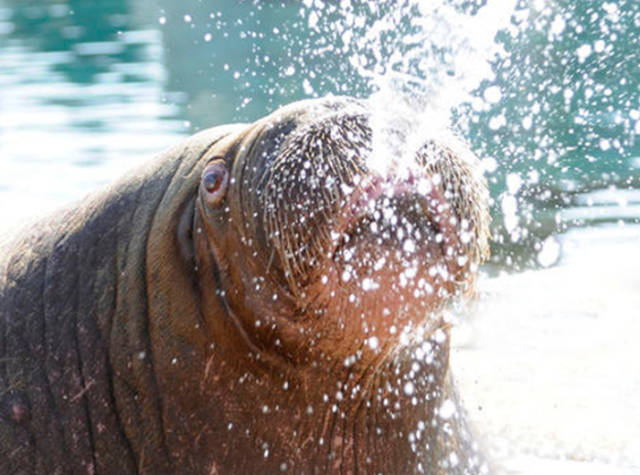Beleef een spetterende dag bij het Dolfinarium!