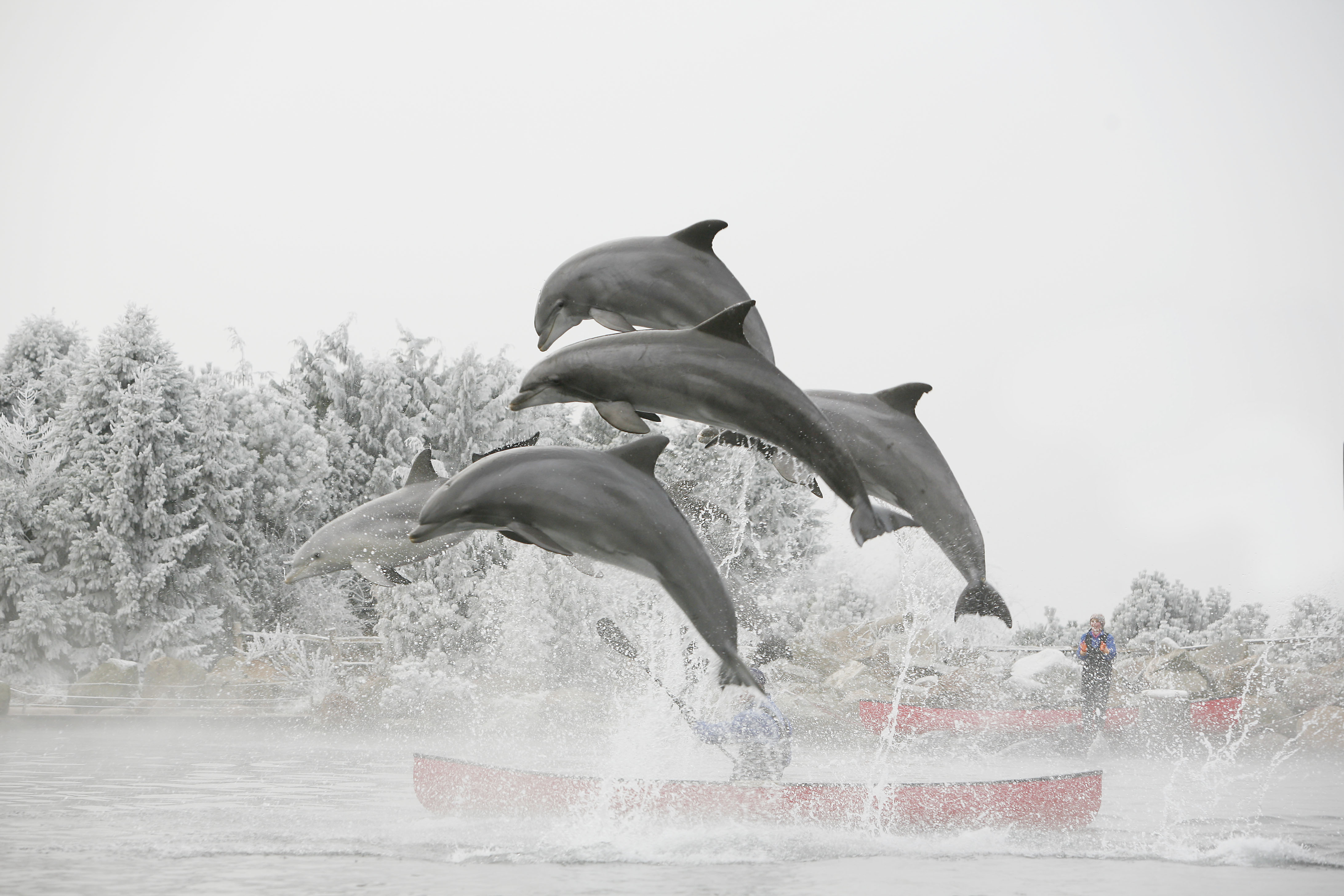 Beleef een spetterende dag bij het Winterdolfinarium!...