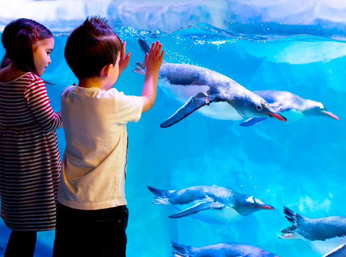 Korting Ontdek de zeedieren van de Franse kust bij SEA LIFE Parijs Ontdek de zeedieren van de Franse kust bij SEA LIFE Parijs
