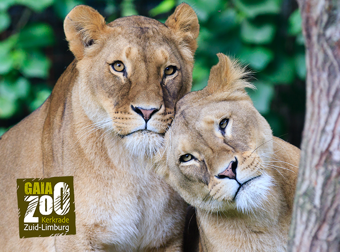Korting Entreeticket voor GaiaZOO in Zuid Limburg Kerkrade Entreeticket voor GaiaZOO in Zuid Limburg Kerkrade