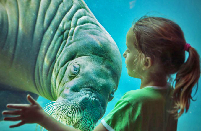 Met korting naar het Dolfinarium in Harderwijk? - Tripper.nl