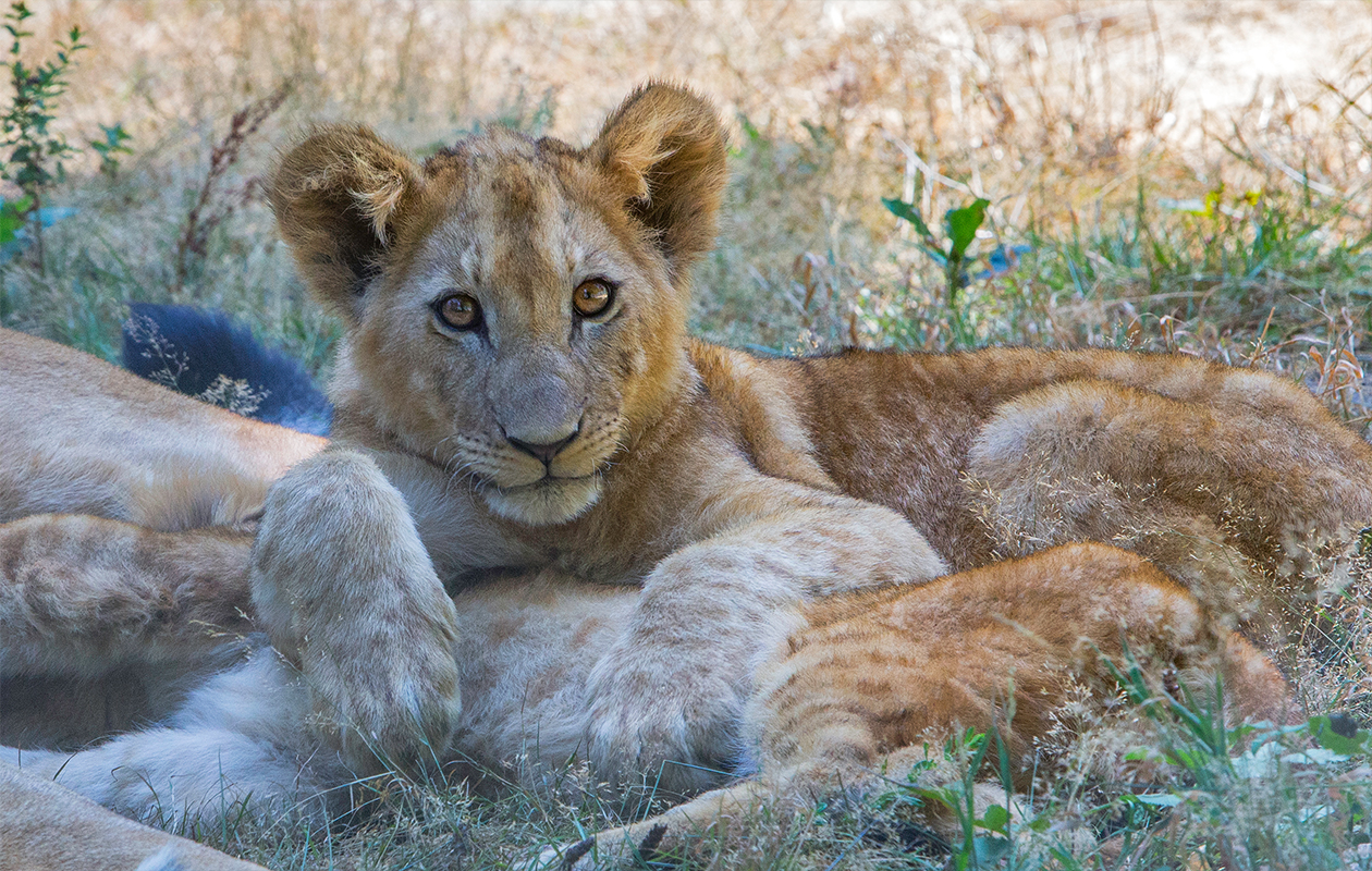 Thoiry Zoo Safari 26,00 € (10) Zoo ET Safari Tripper.fr