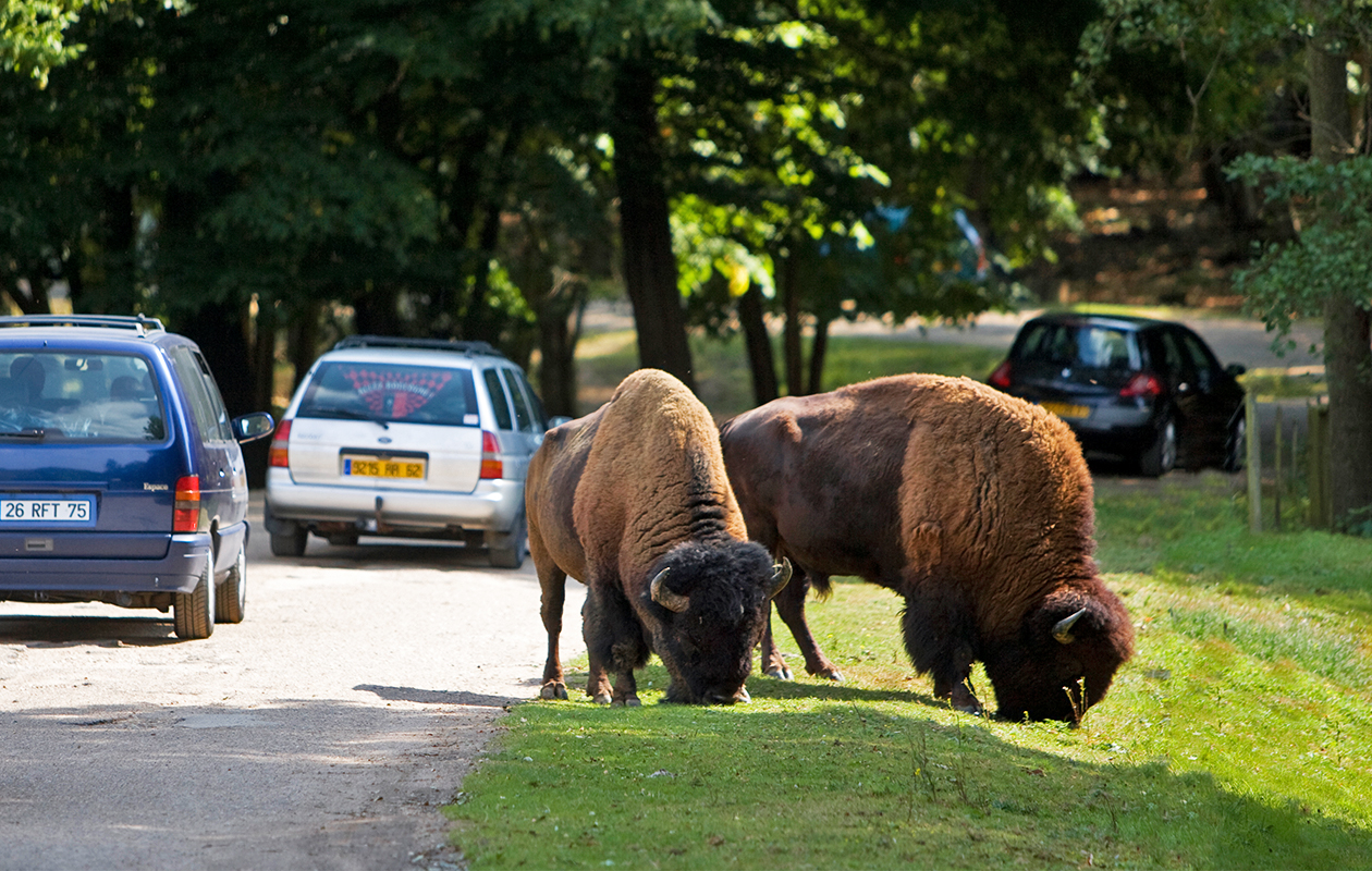 Thoiry Zoo Safari 27 € (10) Zoo ET Safari Tripper.fr