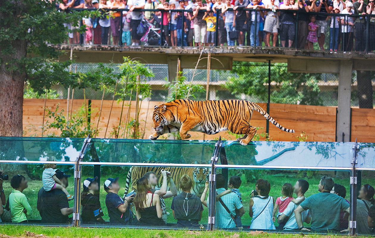 Thoiry Zoo Safari 26,00 € (10) Zoo ET Safari Tripper.fr