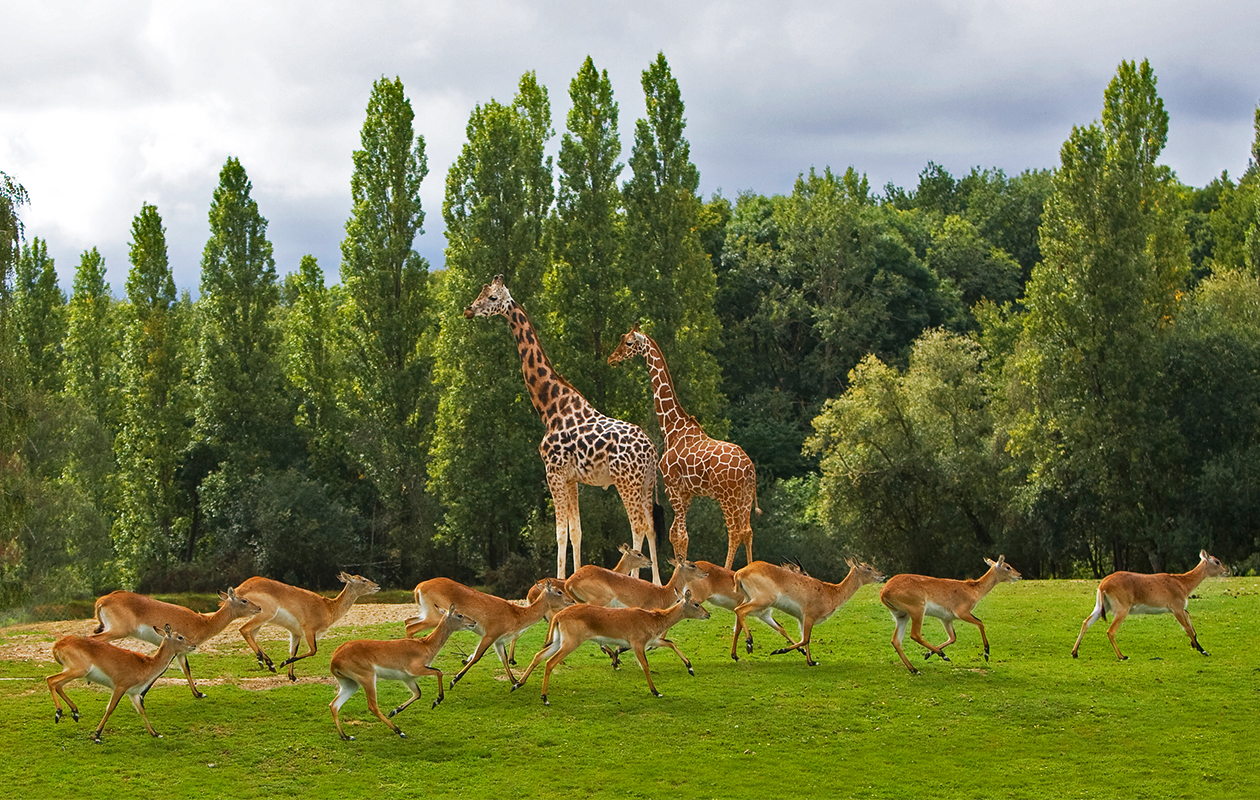 Thoiry Zoo Safari 27 € (10) Zoo ET Safari Tripper.fr