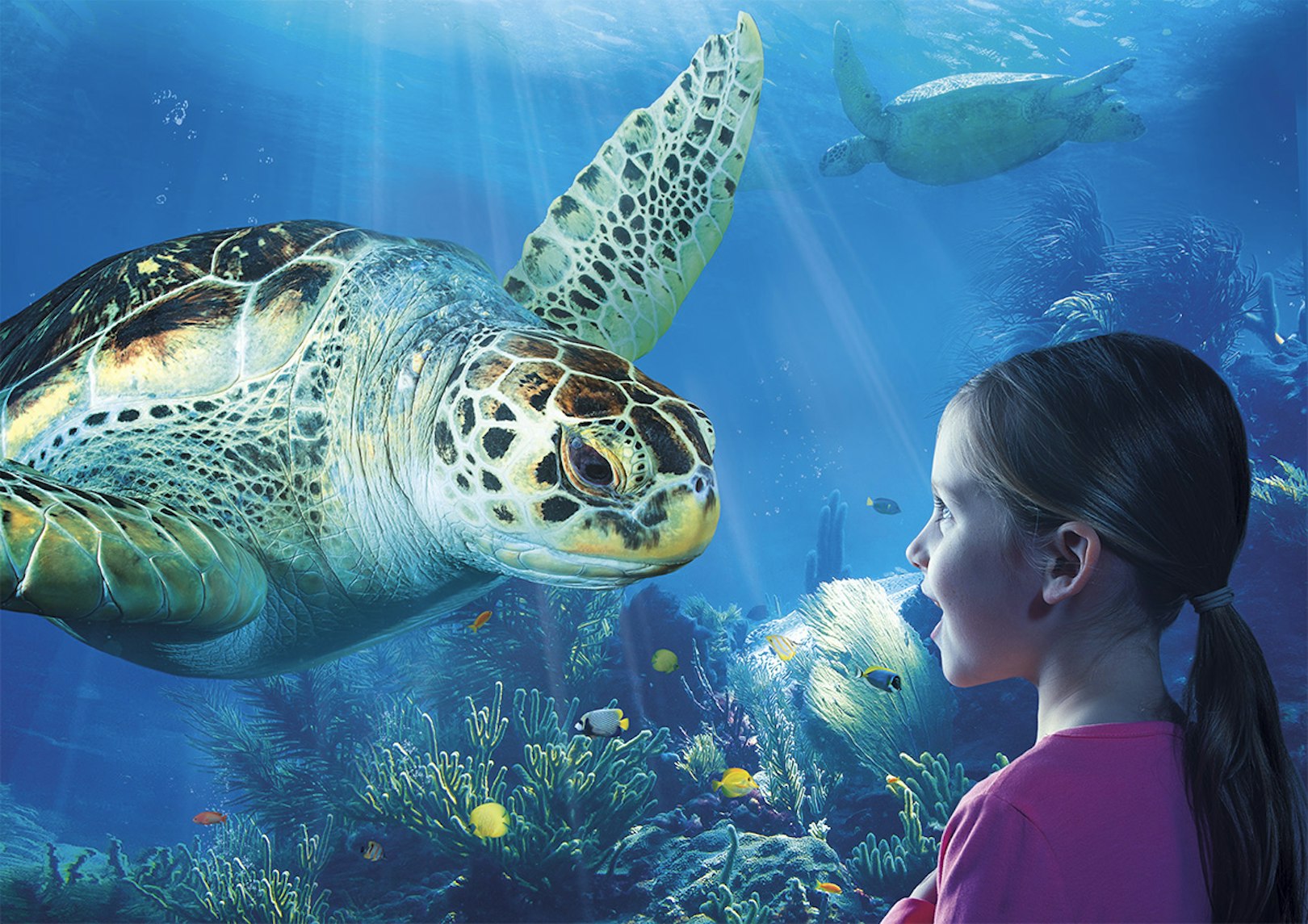 Partez à l'aventure à SEA LIFE Blankenberge!