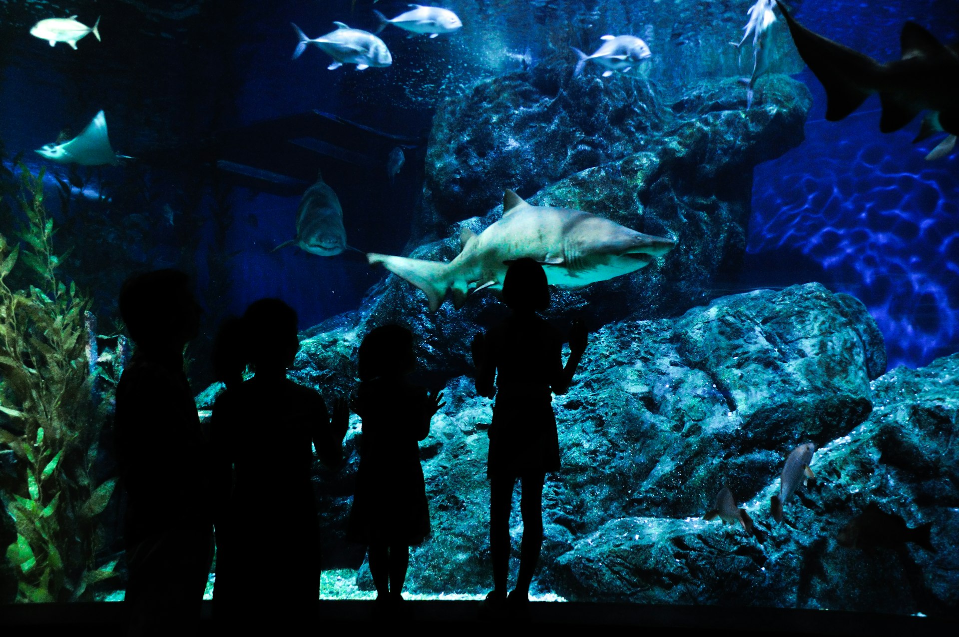 Ontdek SEA LIFE Blankenberge met korting