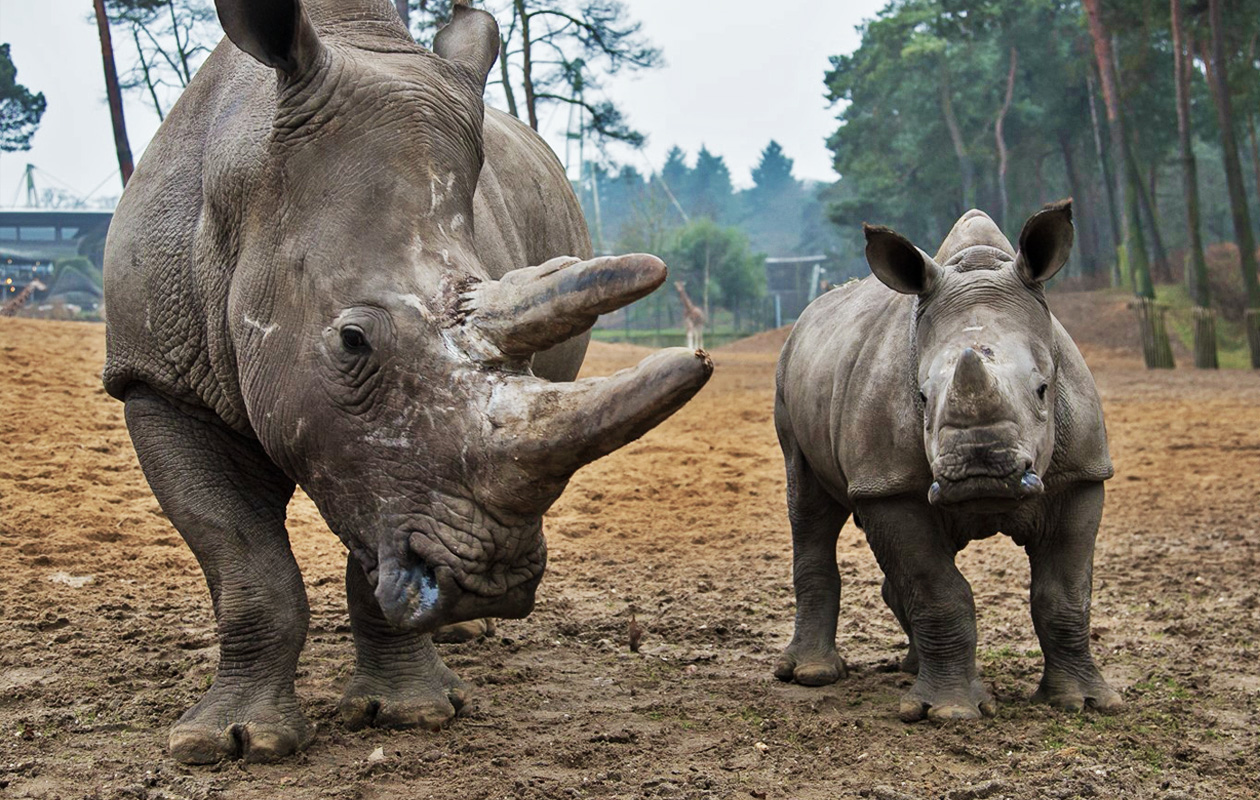 Burgers' Zoo Arnhem | Actieprijs € 23 (-18%) - Tripper.nl