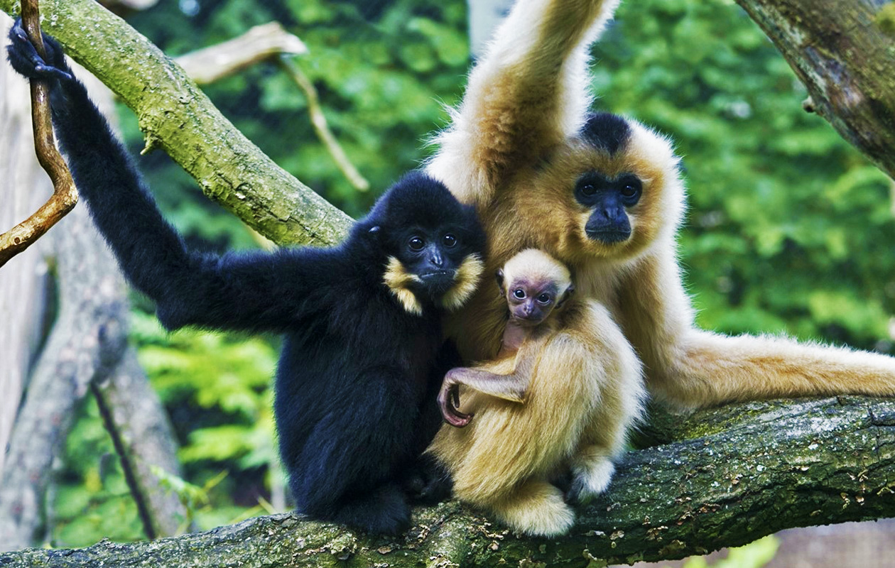 Burgers' Zoo Arnhem | Actieprijs € 23 (-18%) - Tripper.nl