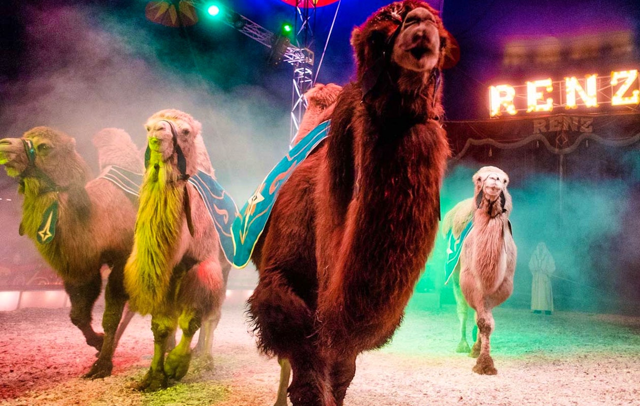 Circus Renz Berlin | Actieprijs € 14,50 (-39%) - Tripper.nl