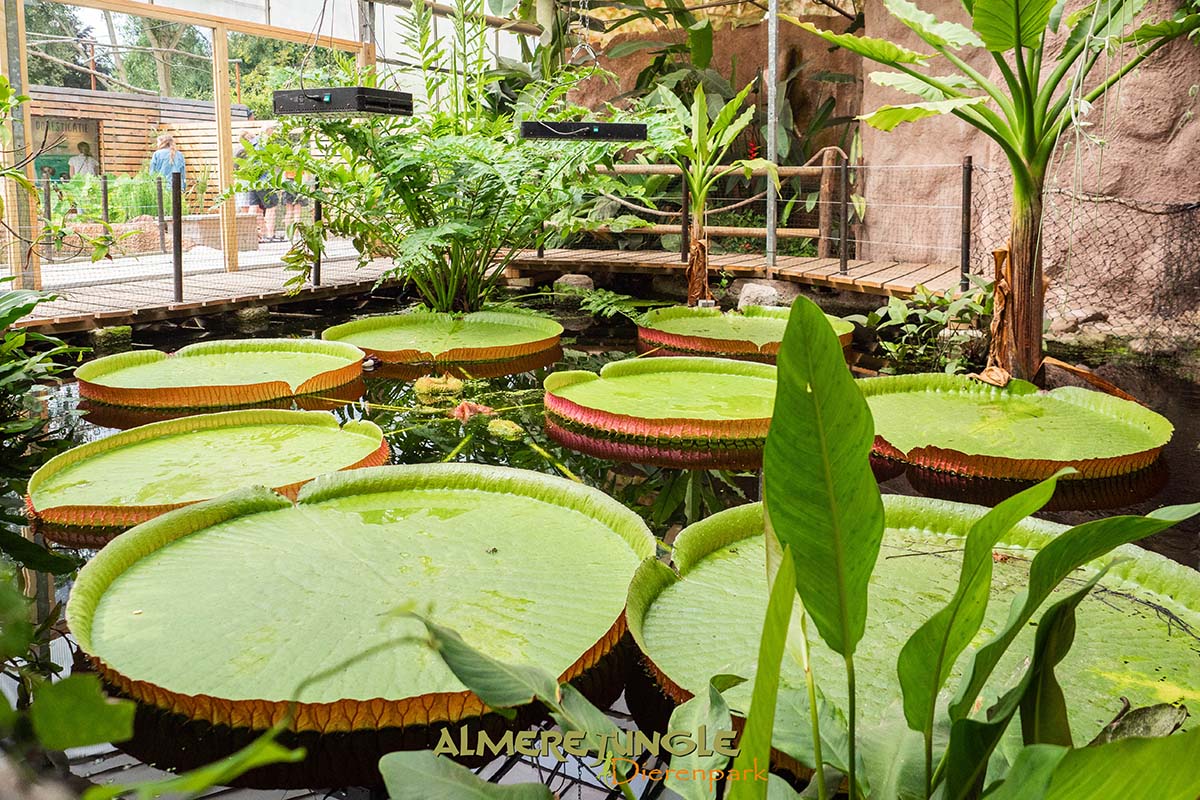 Almere Jungle | Actieprijs € 14,95 (-30%) - Tripper.nl