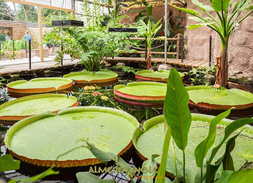 Almere Jungle | Actieprijs € 14,95 (-30%) - Tripper.nl