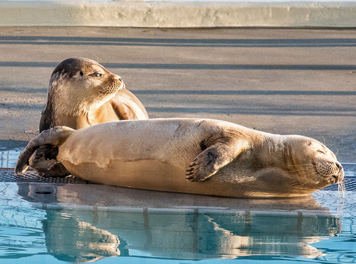 Korting Hoor wat zeehonden vertellen bij Zeehondencentrum Pieterburen Hoor wat zeehonden vertellen bij Zeehondencentrum Pieterburen